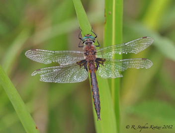 Epitheca cynosura, male